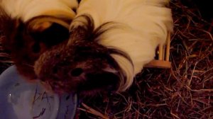 Griffin the guinea pig rings a (small) bell