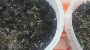 будлея давида от а до я