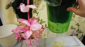 Мединилла уход в домашних условиях