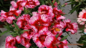 Гвоздика обыкновенная Диана Кримсон Пикоти ? обзор: как сажать, семена гвоздики Диана Кримсон Пикот