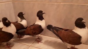 Голуби Штрассеры. Pigeons Strasser.