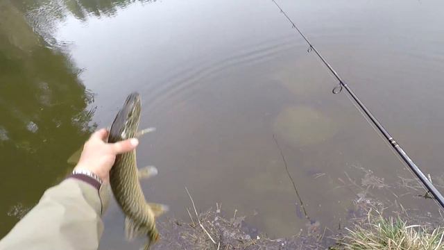 Очень активная ловля не крупной щучки смотреть онлайн