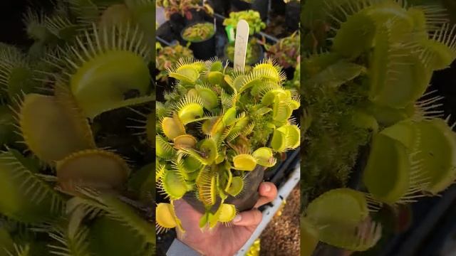 Dionaea muscipula Dutch Delight