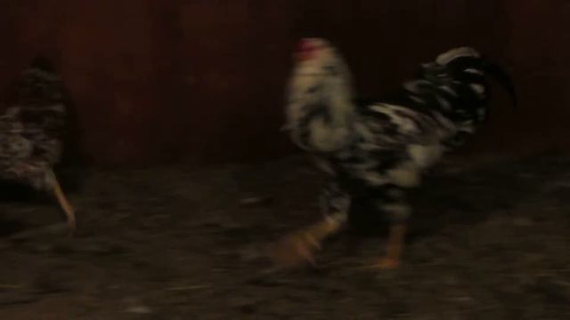 MVI 2169 смотреть онлайн