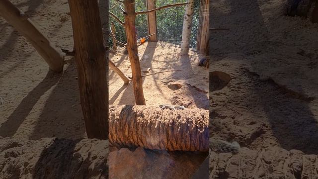 Очень красивые животные взоопарке 🦍🦧🐶🐕beautiful zoo