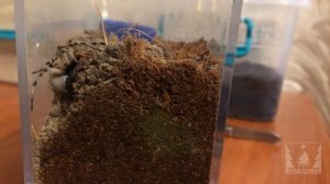 Тарантул роет нору (Tarantula digs a hole)