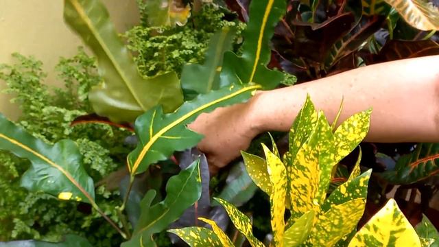 Croton, árvore da felicidade variegata e resultado da poda! смотреть онлайн