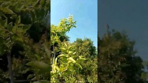 Опылитель зизифуса