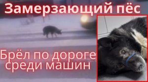 Ледяные слёзы замерзающего пса