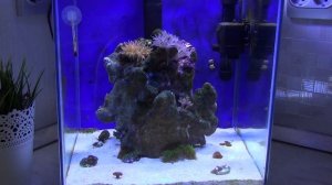 Бюджетный (Нано Риф) морской аквариум, засол аквариума Часть 2