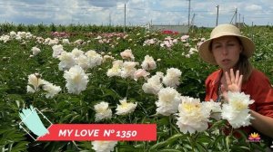 Белый махровый пион MY LOVE / Сад Ворошиловой