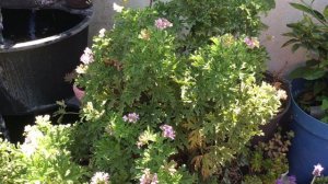 Pelargonium Graveolens || Características generales || Usos comunes || citronela ||