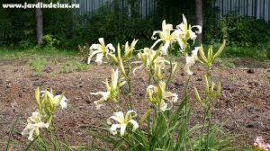 Цветение сортового лилейника LILIAN'S VAPOR TRAIL в саду www.jardindelux.ru