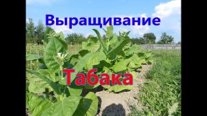 Выращивание табака полный процесс