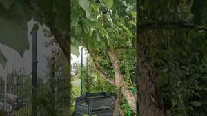 Будлея Давида Пинк Делайт . Районированный саженец трёх летка