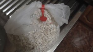 Как поднять уровень РН в аквариуме