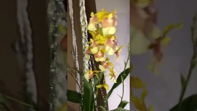 Орхидея Онцидиум Пупукеа Сансет (Oncidium Pupukea Sunset)