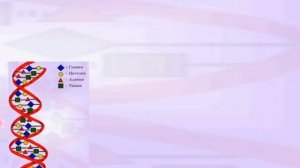 Химия. Нуклеиновые кислоты