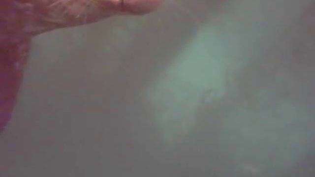 Harbor Seal Gun Grab! смотреть онлайн