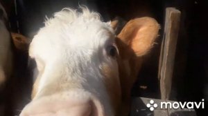 О хозяйстве. Выгодно - ли держать коров.?!