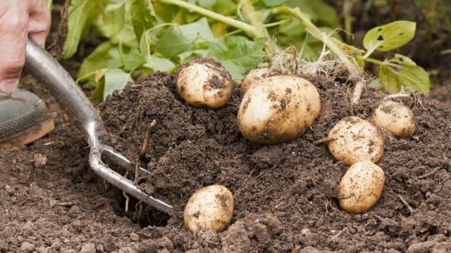 КАК С ДВАДЦАТИ КУСТОВ СОБРАТЬ СОРОК ВЁДЕР КАРТОФЕЛЯ смотреть онлайн