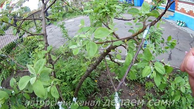 Результат прививки груши на яблоню весной.Прививка плодовых деревьев.Сроки прививки яблони.