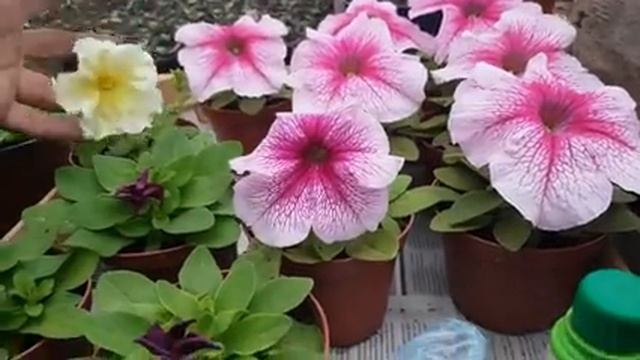 ЧЕМ ПОДКОРМИТЬ ПЕТУНИЮ ДЛЯ ПЫШНОГО ЦВЕТЕНИЯ.ЧЕМ ПОДКОРМИТЬ рассаду ПЕТУНИИ. ДЛЯ БУТОНОВ видео.mp4 смотреть онлайн