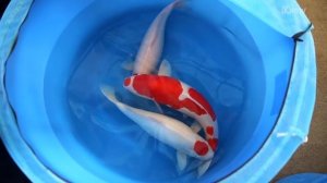 Почему рыба кои стоит так дорого?