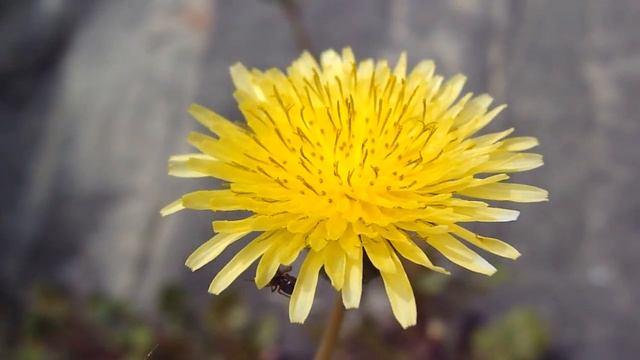 Sony DSC-H20 Macro Video Test in HD смотреть онлайн