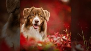 Жил-был пес. Рассказ-притча, аудиокнига слушать онлайн.mp4