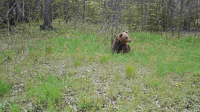 ПавловЕС МЕДВЕДЬ ест листья ОСИНЫ и ТРАВУ Кордон 31 05 2022 смотреть онлайн