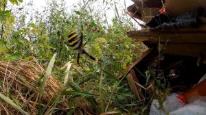 Жуткий ядовитый  паук. АГРИОПА в Ставрополе.