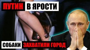 ПРАНКЕР ГОЛОСОМ ПУТИНА ПОСТАВИЛ НА МЕСТО ЧИНОВНИЦУ #пранк #пранки #приют #собаки #чиновник