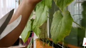 Какие овощи и фрукты можно вырастить у себя на подоконнике, балконе.