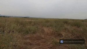 Охота на перепела с дратхааром