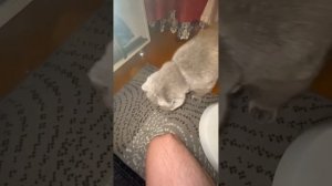 Смешная кошка. Шотландская вислоухая кошка свистит