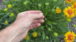 Gaillardia ‘Arizona Apricot’ //Blanket Flower