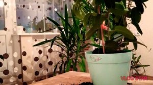 Пересадка стефанотиса