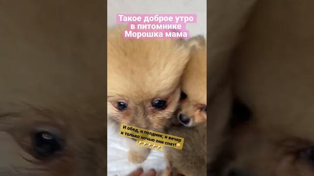 Пушистые щенки померанского шпица мишки. Купить шпица в питомнике. Рыжие шпицы, шпиц оранж-соболь.