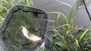 Salmo Tiny – голавлёвая легенда. Подробный обзор воблера и рекомендации по ловле