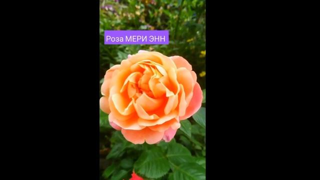 Топ10 лучших сортов роз!!! Посадите не пожалеете!!! смотреть онлайн