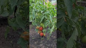 Коллекционные сорта томатов Дамский пальчик, Кечкемети 549 и Засолочный деликатес.