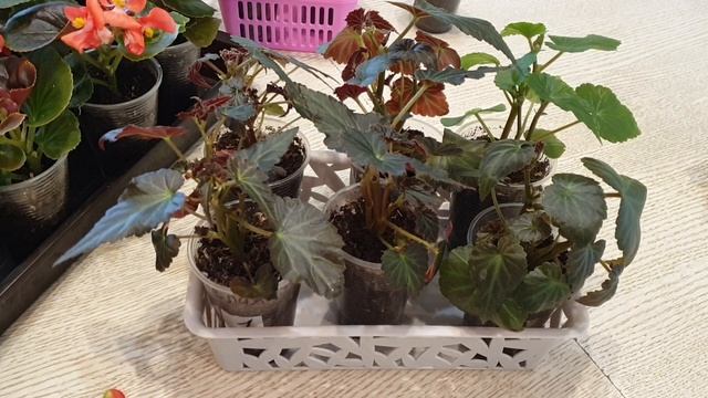 ??Обзор бегоний. Гелиотроп, лаурентия. смотреть онлайн