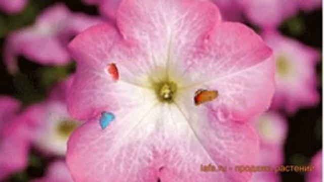 Петуния грандифлора Тритуния Пинк (trituniya pink) ? обзор: как сажать, семена петунии Тритуния Пин смотреть онлайн