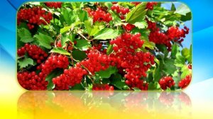 Ой у лузі червона калина. Караоке