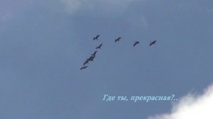 Где ты, прекрасная.__