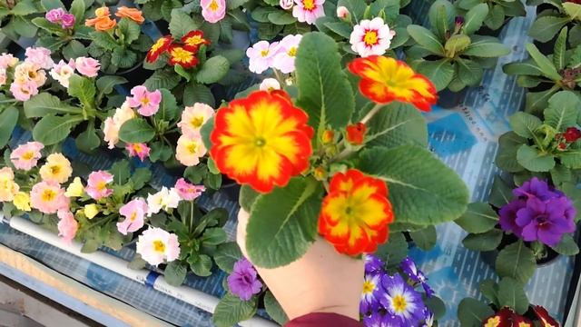 Выращивание примулы к 8 марта. Обзор примула 20.02.2020 смотреть онлайн