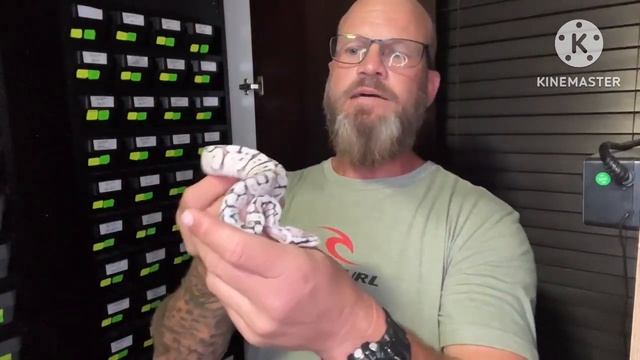 Ball python breeding. Possible world’s firsts! Check it out! ?
