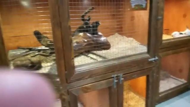 Лесная Братва. Диана и Дарья посетили контактный зоопарк "ЛЕСНАЯ БРАТВА".