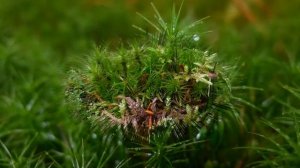 33. Танец с саблями